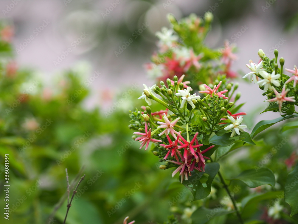 Rangoon Creeper, Chinese honey Suckle, Drunen sailor, Combretum indicum DeFilipps name pink and white flower blooming in garden on blurred of nature background Rangoon Creeper, Chinese honey Suckle, Drunen sailor, Combretum indicum DeFilipps name pink and white flower blooming in garden on blurred of nature background