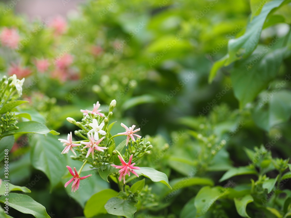 Rangoon Creeper, Chinese honey Suckle, Drunen sailor, Combretum indicum DeFilipps name pink and white flower blooming in garden on blurred of nature background Rangoon Creeper, Chinese honey Suckle, Drunen sailor, Combretum indicum DeFilipps name pink and white flower blooming in garden on blurred of nature background