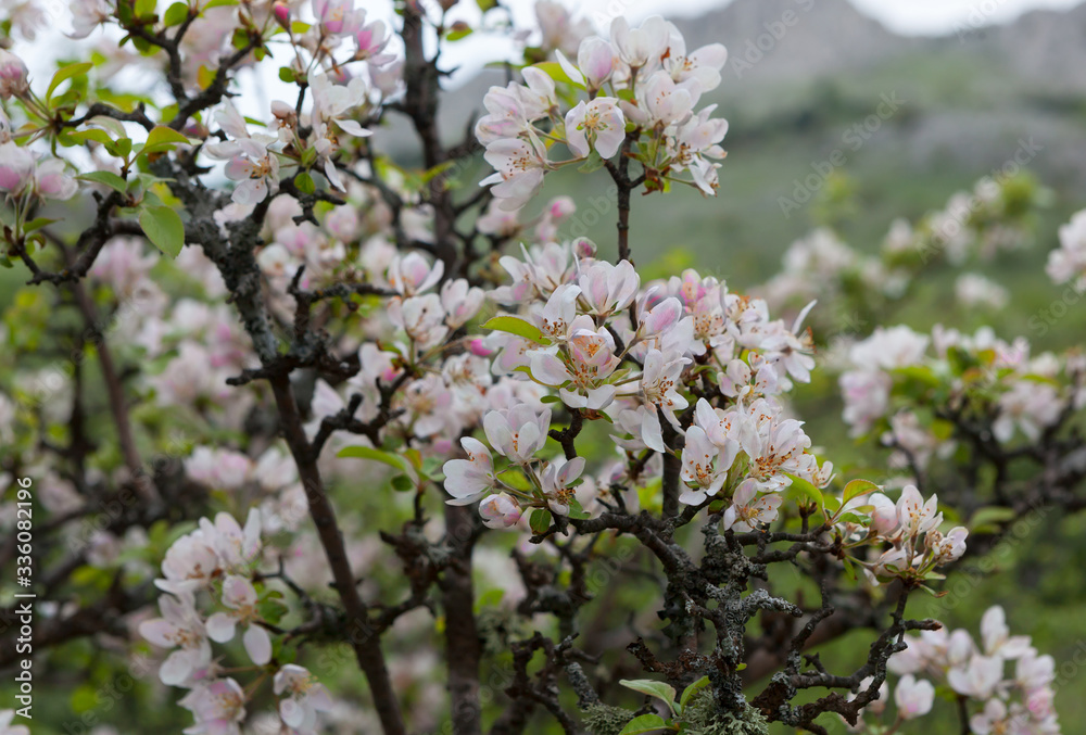 Wild apple tree in bloom in the mountains of Crimea, spring 2019