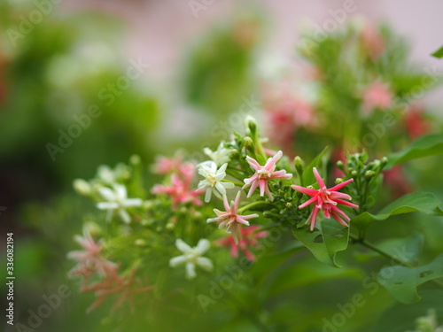 Rangoon Creeper  Chinese honey Suckle  Drunen sailor  Combretum indicum DeFilipps name pink and white flower blooming in garden on blurred of nature background