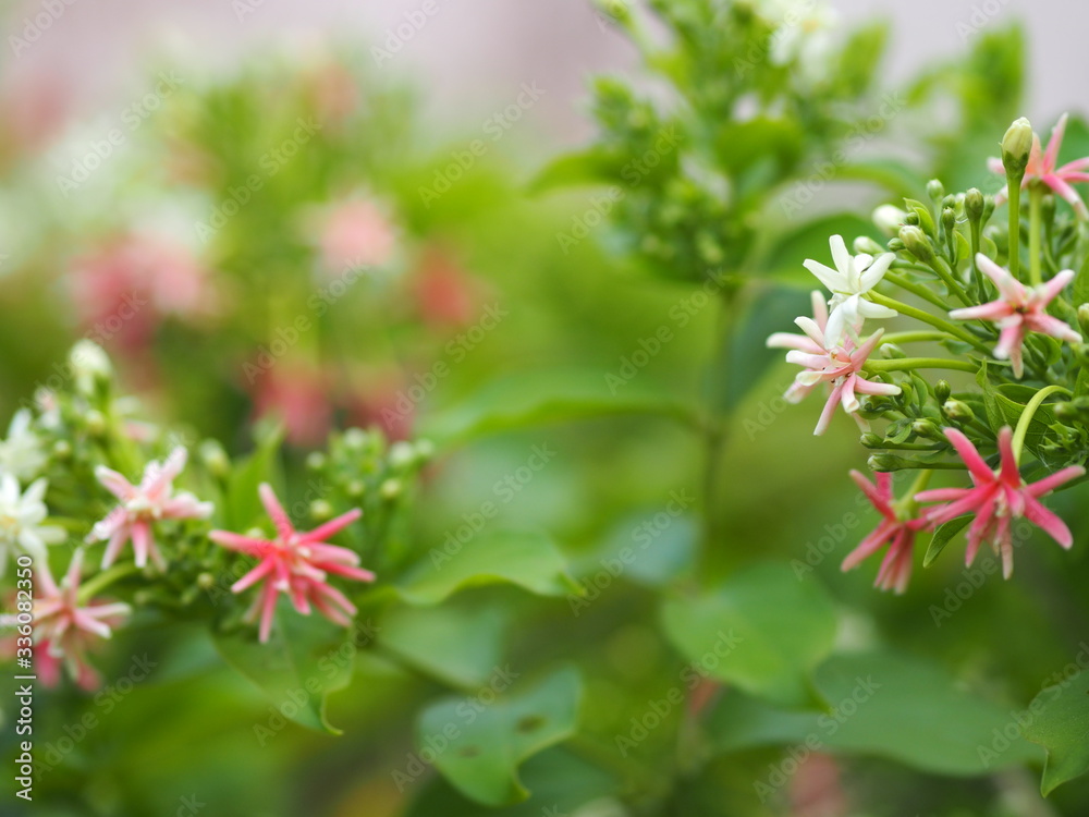 Rangoon Creeper, Chinese honey Suckle, Drunen sailor, Combretum indicum DeFilipps name pink and white flower blooming in garden on blurred of nature background