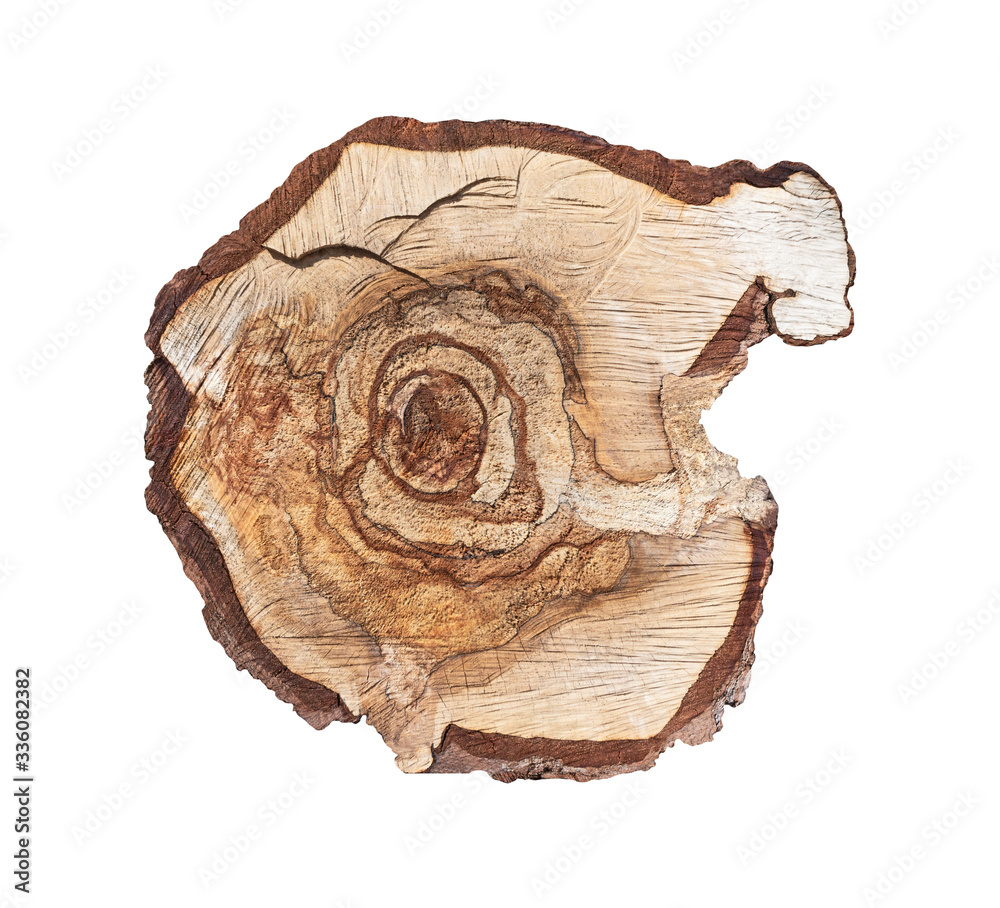 Cross section of tree trunk isolated on white. Stump with odd shape Cross section of tree trunk isolated on white. Stump with odd shape