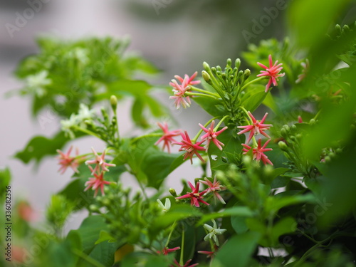 Rangoon Creeper, Chinese honey Suckle, Drunen sailor, Combretum indicum DeFilipps name pink and white flower blooming in garden on blurred of nature background