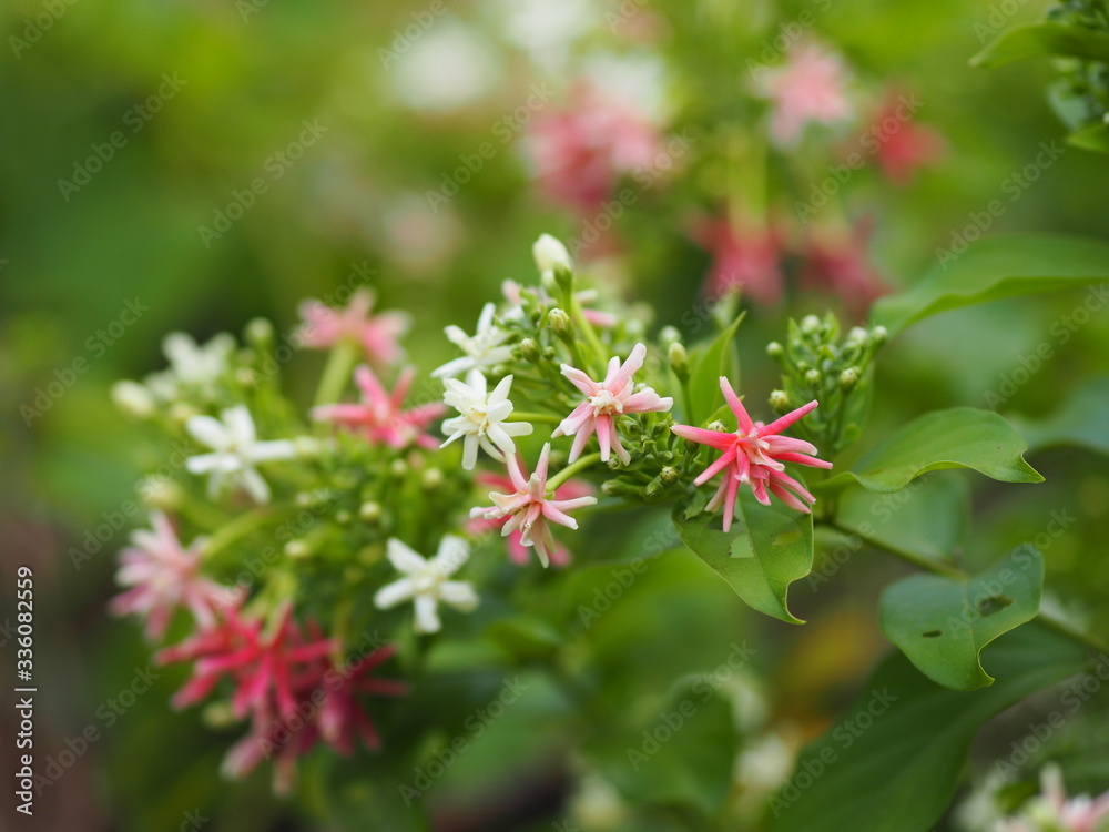 Rangoon Creeper, Chinese honey Suckle, Drunen sailor, Combretum indicum DeFilipps name pink and white flower blooming in garden on blurred of nature background Rangoon Creeper, Chinese honey Suckle, Drunen sailor, Combretum indicum DeFilipps name pink and white flower blooming in garden on blurred of nature background