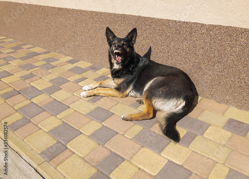 Smart young black dog resting on a pavement and warning humans to keep safe distance due Coronavirus COVID-19 pandemic