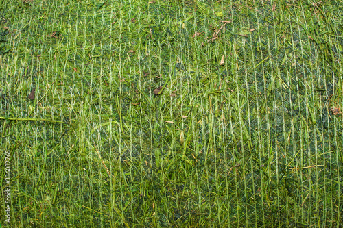 a grid texture of fresh silo in a roll packed with baler, agricultural machinery
