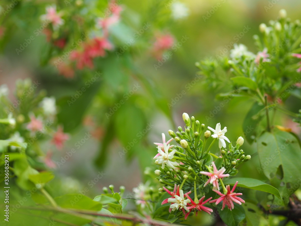 Rangoon Creeper, Chinese honey Suckle, Drunen sailor, Combretum indicum DeFilipps name pink and white flower blooming in garden on blurred of nature background Rangoon Creeper, Chinese honey Suckle, Drunen sailor, Combretum indicum DeFilipps name pink and white flower blooming in garden on blurred of nature background