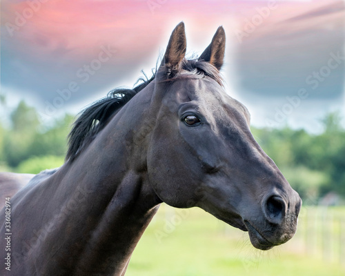 Thoroughbred racehorse © Angela