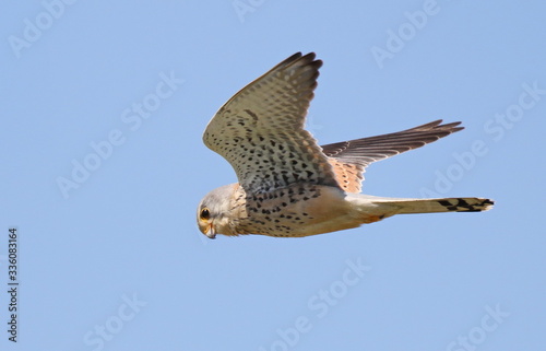 Common Kestrel in flight, Falco tinnunculus