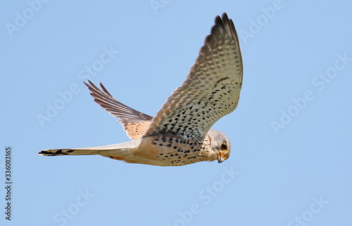 Common Kestrel in flight, Falco tinnunculus