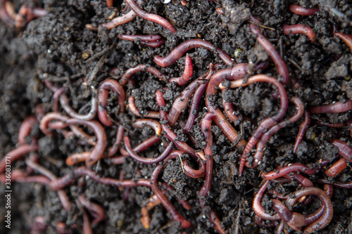 a group of red worms lies on the ground