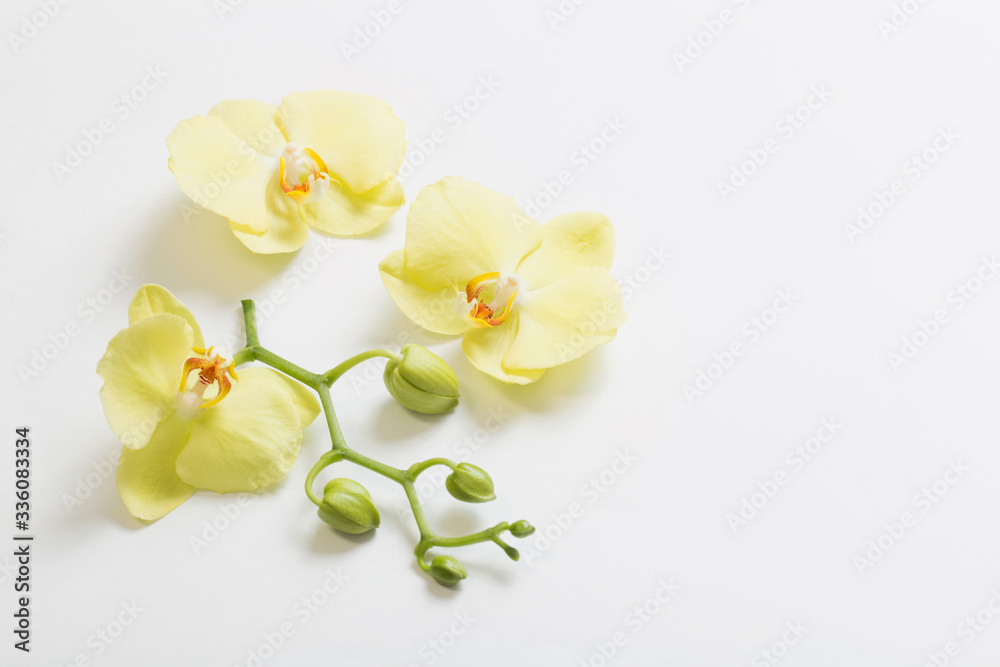 Obraz premium yellow orchids flowers on white background