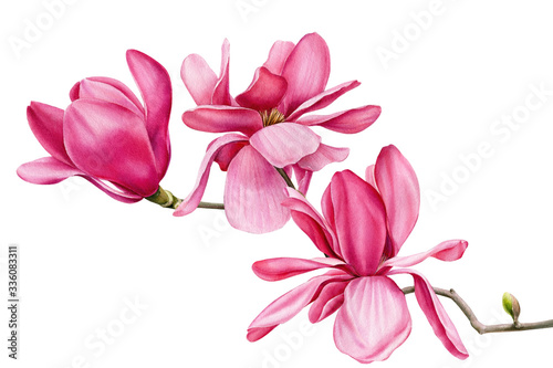 branch of pink magnolia on an isolated white background, watercolor flowers