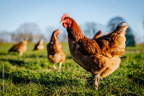 Huhn oder Henne auf einer grünen Wiese. Selektive Schärfe. Im Hintergrund mehrere Hühner unscharf 