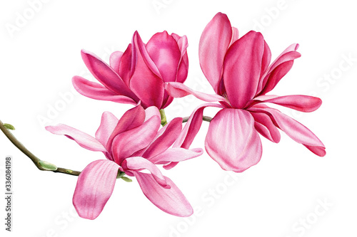Fototapeta Naklejka Na Ścianę i Meble -  branch of pink magnolia on an isolated white background, watercolor flowers