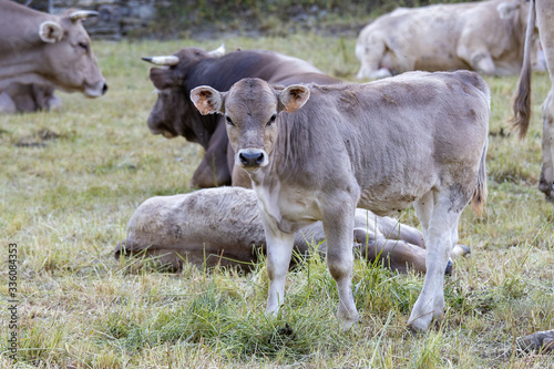 Typical Spanish calf looking at the photographer