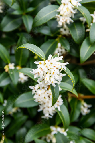 The flowers on a Osmanthus burkwoodii bush, white against dark green leaves.