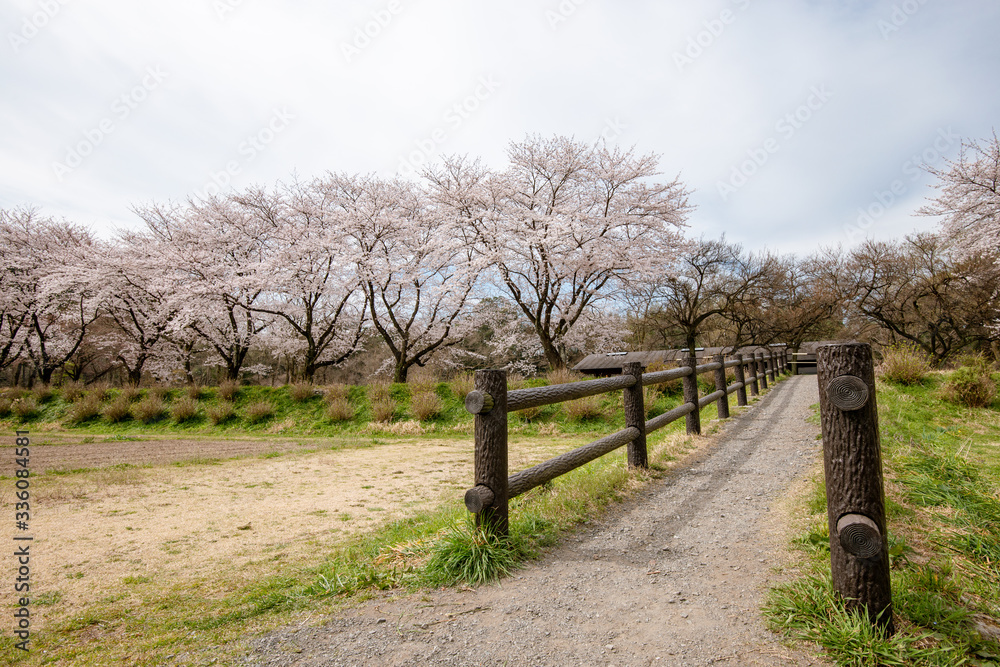 巾着田の桜 埼玉県日高市