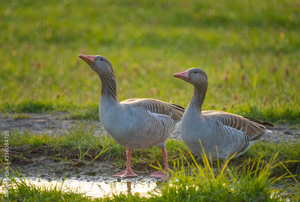 Greylag Geese making an early spring stop on their northward migration on the shores of the Upper Zurich Lake (Obersee) , Switzerland Greylag Geese making an early spring stop on their northward migration on the shores of the Upper Zurich Lake (Obersee) , Switzerland