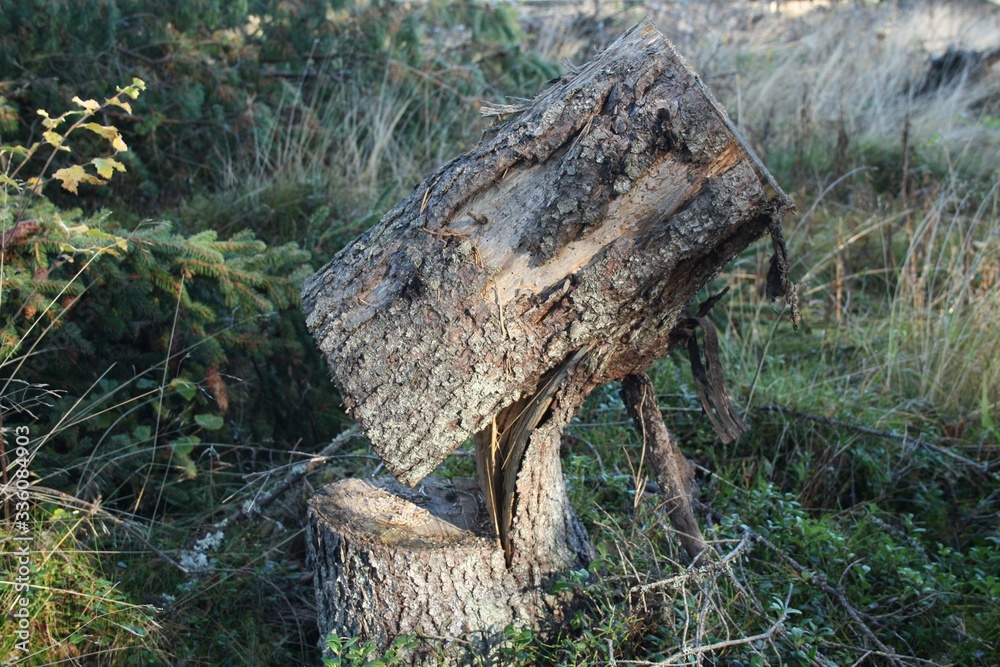 The felling of the tree has failed The felling of the tree has failed