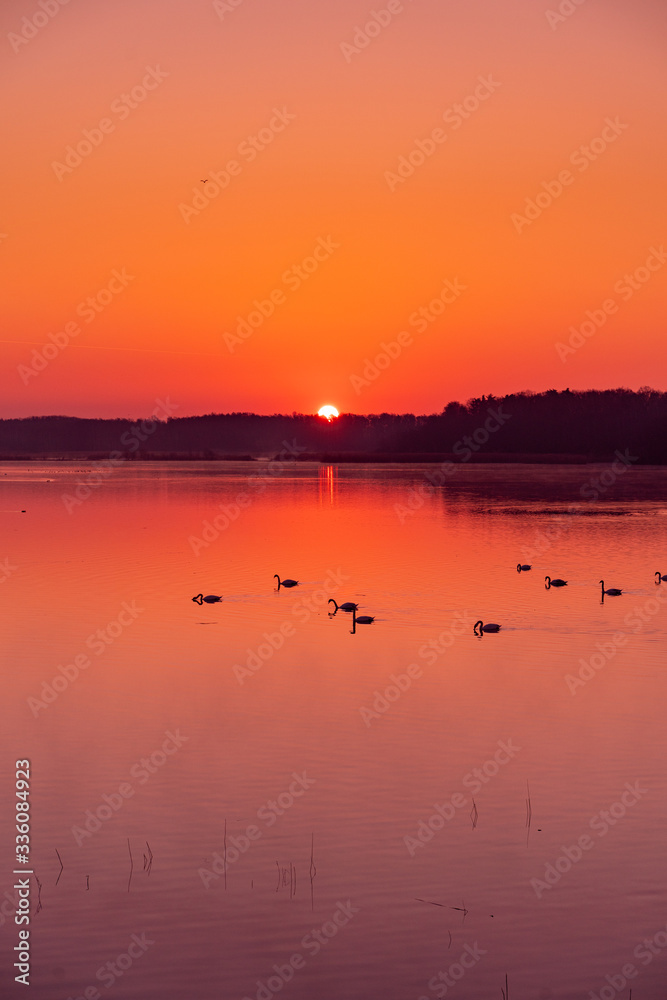 Morning sunrise at the lake with birds and floating swans