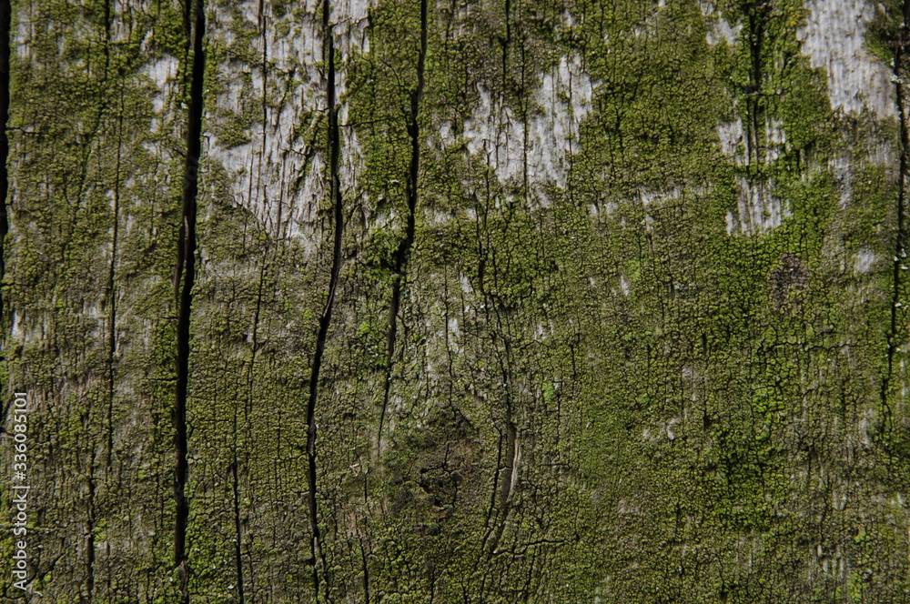 Fototapeta premium texture old wooden boards covered with green moss
