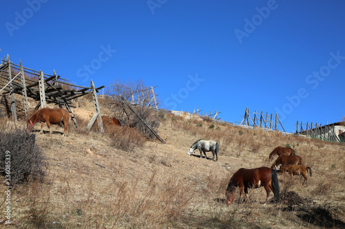 Obraz na płótnie Horse farm in shangri-la, China