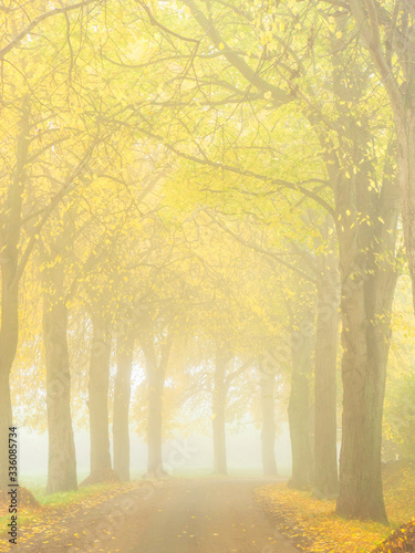 Allee im Herbstnebel