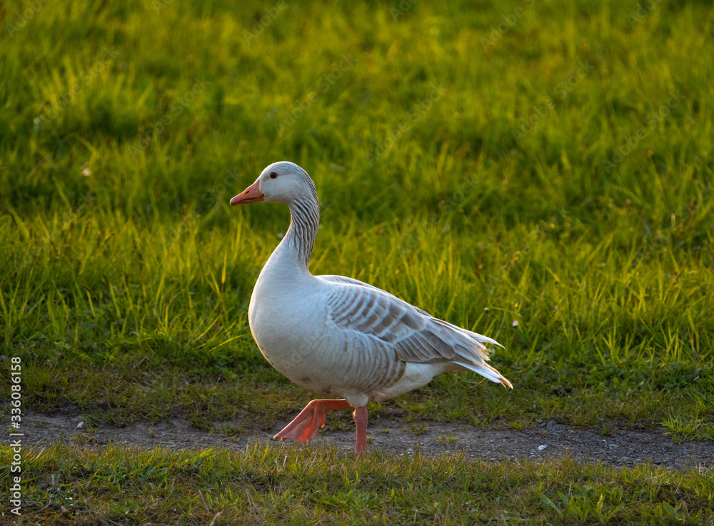 Obraz premium Greylag Geese making an early spring stop on their northward migration on the shores of the Upper Zurich Lake (Obersee) , Switzerland