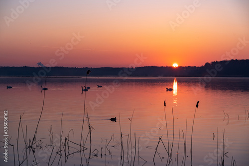 Morning sunrise at the lake with birds and floating swans