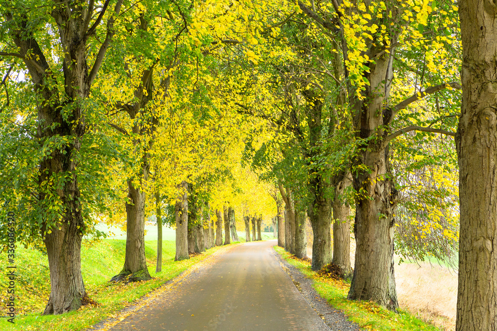 Naklejka premium Allee im Herbst