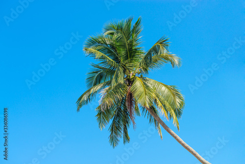 Green palm tree on clean blue sky