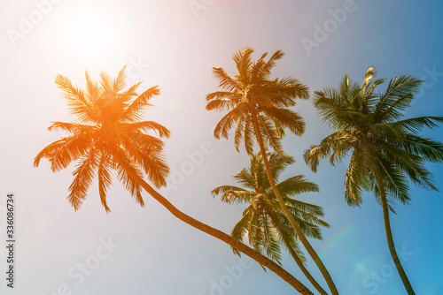 Tropical green palm trees on bright sunny sky