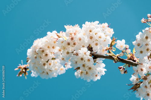 Wunderschöne Frühlingsblüten - Cherry
