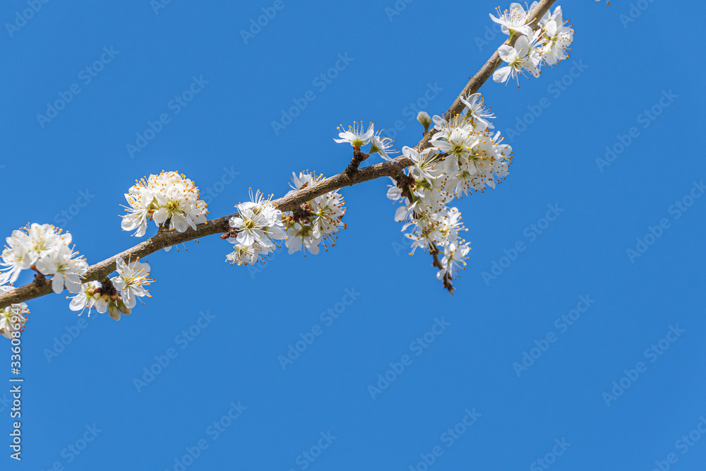Weisse Blüten am Baum im Frühling Weisse Blüten am Baum im Frühling
