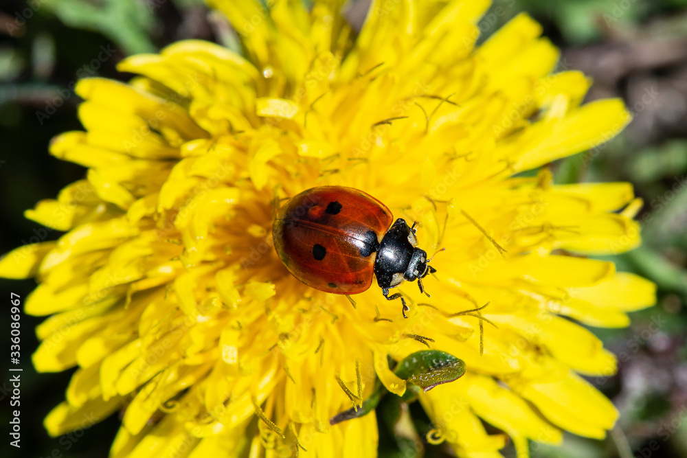 Naklejka premium Close up of ladybird on dandelion flower. eco background