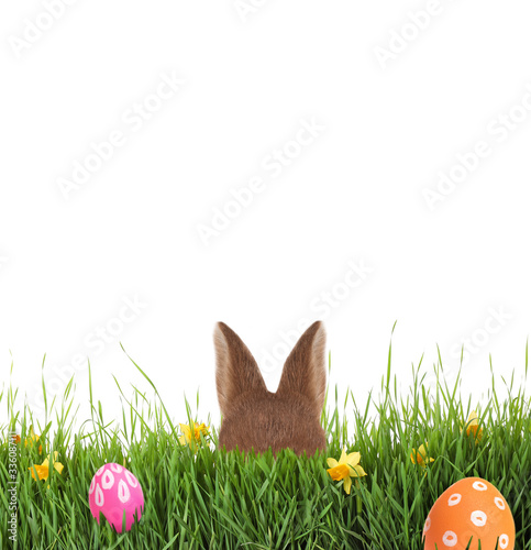 Cute Easter bunny hiding in green grass against white background