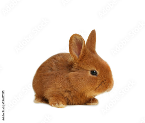 Adorable fluffy Easter bunny on white background