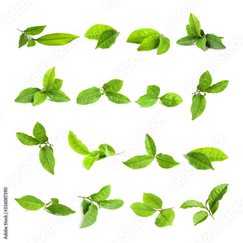 Set of fresh green tea leaves on white background