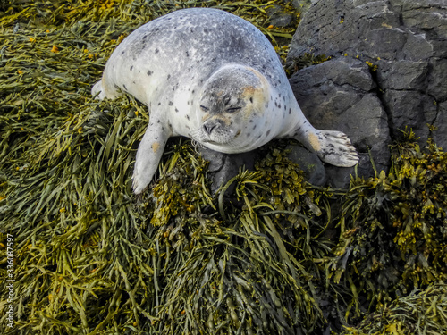 Icelandic seals resting on rocks