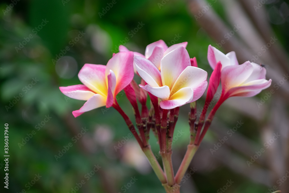 Beautiful plumeria flowers, pink and yellow
Beautiful plumeria flowers, pink and yellow