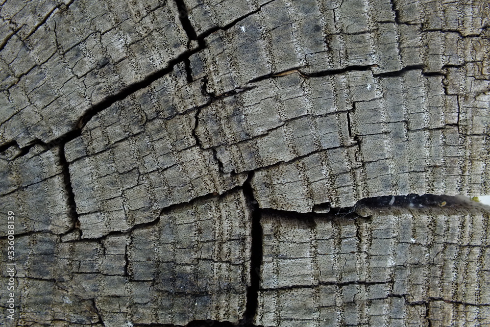 background macro image of an old cracked tree in gray and brown tones background macro image of an old cracked tree in gray and brown tones