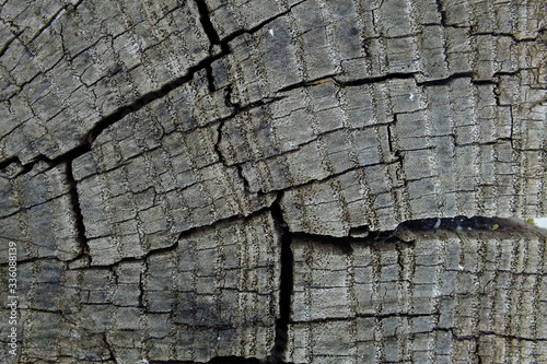 background macro image of an old cracked tree in gray and brown tones
