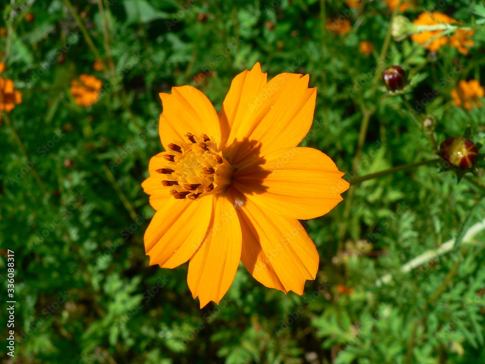 Orange flowers on a green background