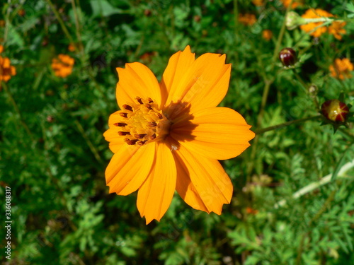Orange flowers on a green background