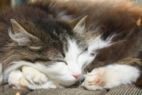 Porträt einer schlafenden Katze