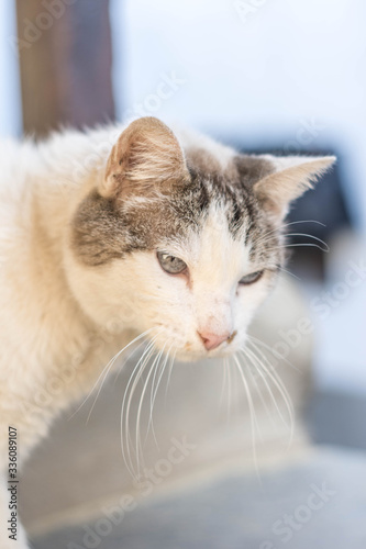 cat face with blue eyes looking to the right side