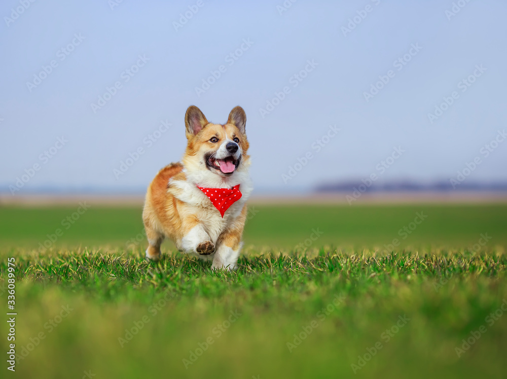 beautiful red Corgi dog puppy Pembroke runs merrily across a green meadow open mouthed on a Sunny spring day