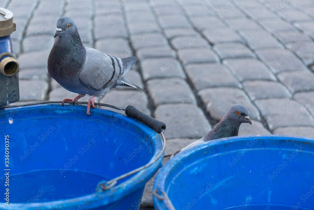 Fototapeta premium close-up of a curious pigeon looking at the camera