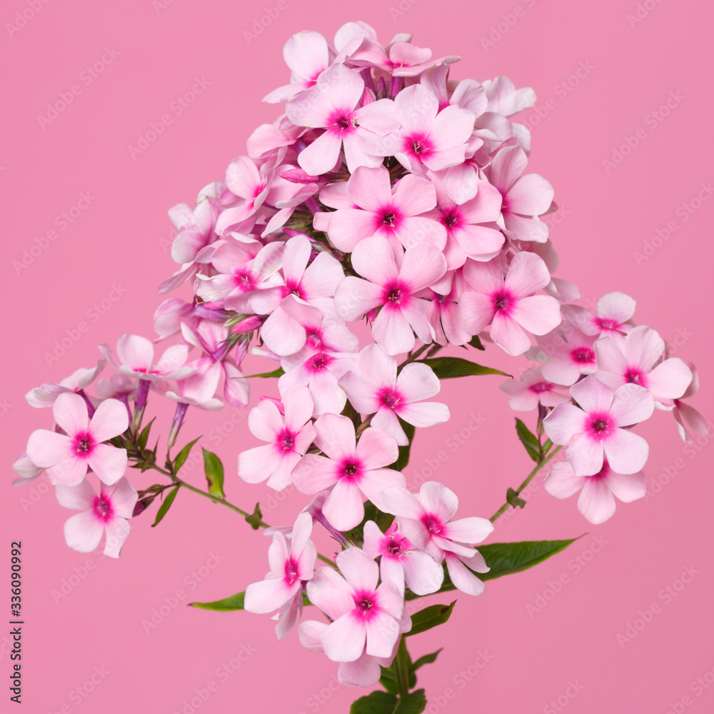 Fragment of an inflorescence of pink phlox similar to sakura isolated on a pink background, macro.